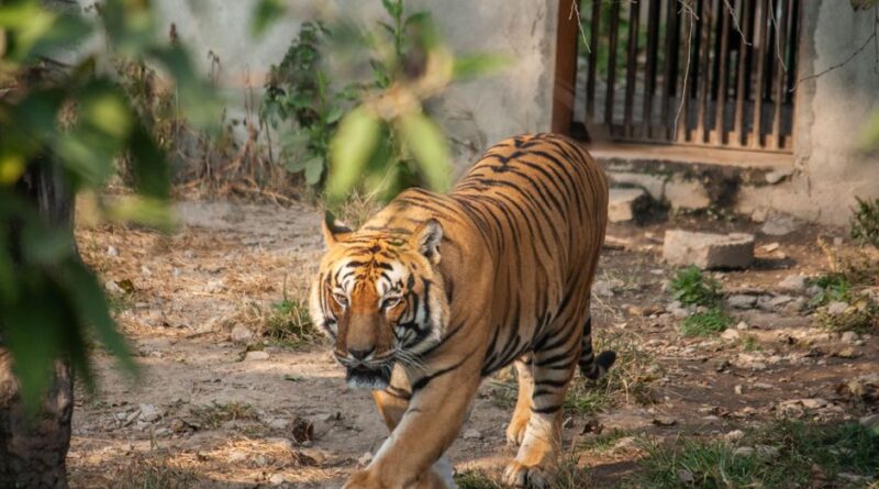 populasi harimau di Nepal